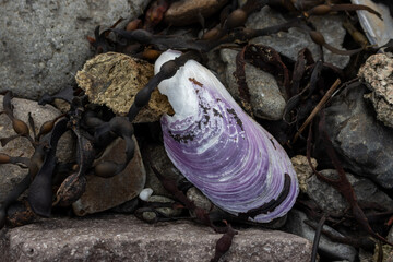 Shell of the sea mussel on the beach, Iceland