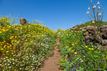Fototapeta na wymiar Country trail with colorful wild flowers against blue sky