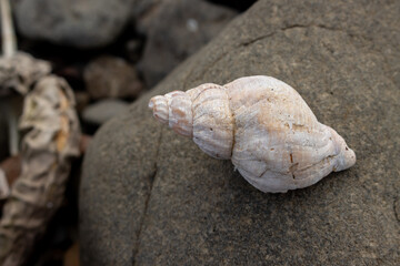 Fototapeta na wymiar Snail shell on the beach, Iceland