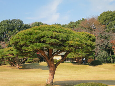 Images of Japan - Pruned Tree in Japanese Garden