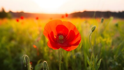 Beautiful red poppy flower with copy space in bright field