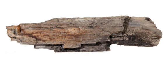 Sea drift wood plank isolated on transparent background. Template mockup