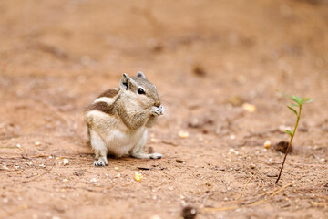 Cute little chipmunk sitting on ground and eats kernel of corn in green park and looking around,...