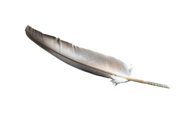 feather isolated on white