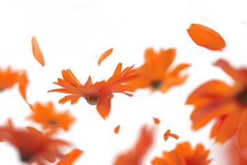 Blurred Orange Flowers in Motion