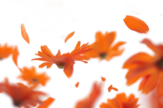 Blurred Orange Flowers in Motion