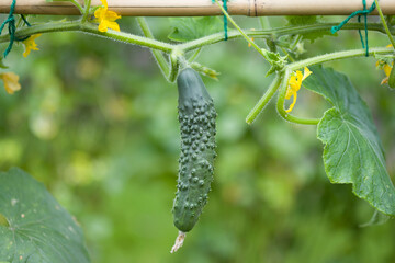 Close-up of cucumber growing in an English garden in summer, UK