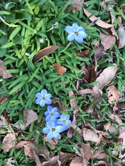 ハナニラの花