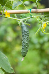 Close-up of cucumber growing in an English garden in summer, UK