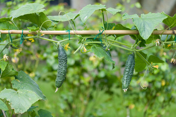 Cucumbers growing on a plant in an English garden in summer, UK