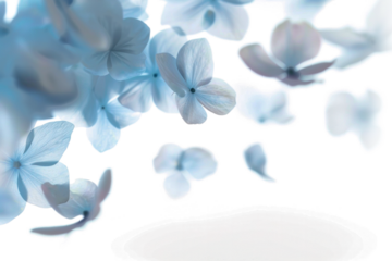 Ethereal Flowers in Soft Motion