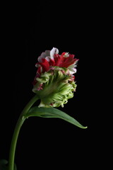  a macro closeup of colorful red and white parrot tulip.