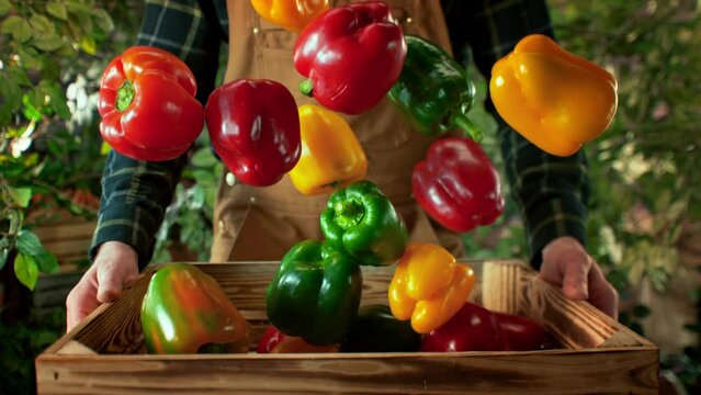 Super Slow Motion Shot of Colorful Bell Peppers Falling into Wooden Box Held by a Farmer at 1000fps