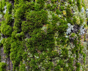 green moss on the tree trunk