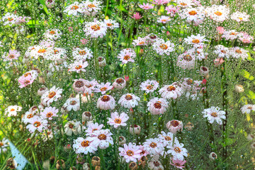 raindrops falling over a glass window