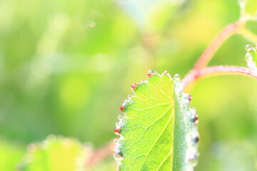 a droplet on the grass in the morning dew
