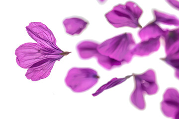 Blurry Flying Petals on Transparent