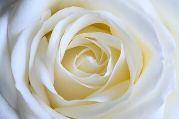 Close up of a white Hybrid Tea Rose on a white background