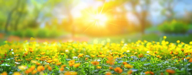 Tuinposter Summer Spring nature background. Multicolored flowers on the Juicy green grass field under a soft morning sunshine. © Valeriy