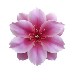 Azalea flower png isolated on transparent background