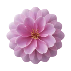 Fototapeten Azalea flower png isolated on transparent background © Pipin