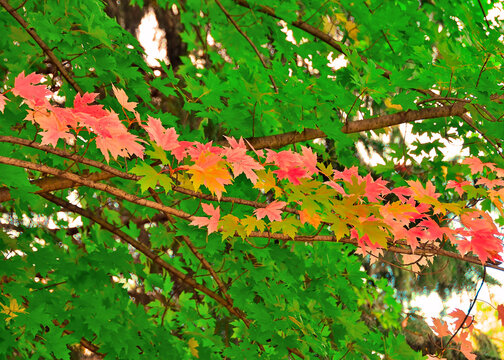 Red maple leaves in Schedel Arboretum and Gardens, Elmore, OH, October