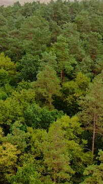 Green woodland. Flight over the trees in the forest. Amazing nature background in summer. Motion camera back. Aerial view. Vertical video