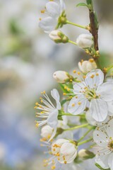 Flowering branch of cherry on a blurred background. Selective focus.