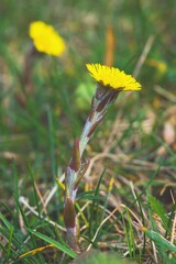 Coltsfoot (Tussilago farfara) flower in the spring - obrazy, fototapety, plakaty