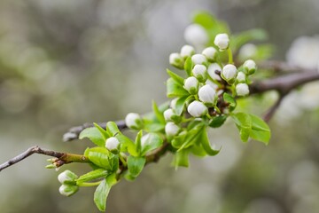 White cherry blossoms on a tree branch in spring, close-up