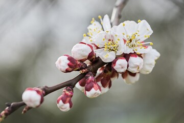 Flowers on the apricot tree in spring