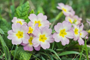 pink primrose flowers on green grass background, spring nature concept