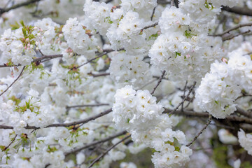 Obraz premium Selective focus of white Prunus serrulata flowers, Beautiful Cherry blossom in spring, Prunus is a genus of trees and shrubs in the flowering plant family Rosaceae, Nature wallpaper, Floral background