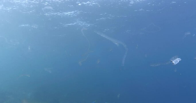 Wide shot of salps and Salpa th&eacute;tis gliding in the open sea, showcasing the beauty of marine plankton. Check my portfolio for similar footages.