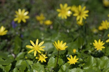 Marsh Marigold (Ficaria ficaria) flowers