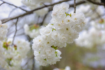 Selective focus of white Prunus serrulata flowers, Beautiful Cherry blossom in spring, Prunus is a genus of trees and shrubs in the flowering plant family Rosaceae, Nature wallpaper, Floral background