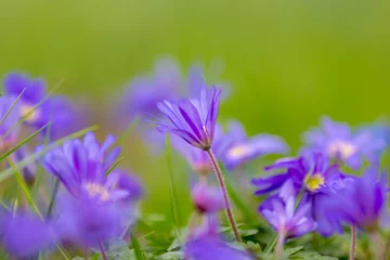 Foto op Plexiglas Solf selective focus of violet blue flowers Anemonoides blanda in garden, Oosterse anemoon or Grecian windflower is a species of flowering plant in the family Ranunculaceae, Natural foral background. © Sarawut