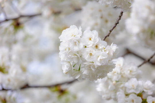 Selective focus of white Prunus serrulata flowers, Beautiful Cherry blossom in spring, Prunus is a genus of trees and shrubs in the flowering plant family Rosaceae, Nature wallpaper, Floral background