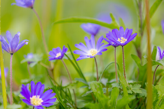 Solf selective focus of violet blue flowers Anemonoides blanda in garden, Oosterse anemoon or Grecian windflower is a species of flowering plant in the family Ranunculaceae, Natural foral background.
