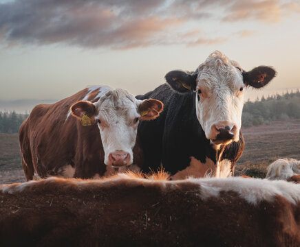 Cows in the New Forest looking into the camera and gently  lit on one side by early morning sun