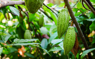 Close-up of green raw Cacao pods grow on trees. The cacao fruits, Raw cocoa cacao tree plant fruit plantation
