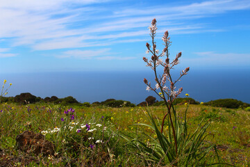 Affodill or wild onion (Asphodelus tenuifolius) in wildflower meadow against blue ocen and sky (El Hierro, Spain) - 767100932