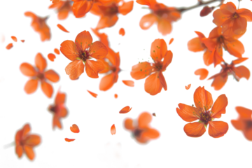 Blurry Blossoms in Motion