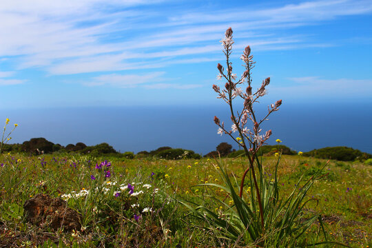 Affodill or wild onion (Asphodelus tenuifolius) in wildflower meadow against blue ocen and sky (El Hierro, Spain)
