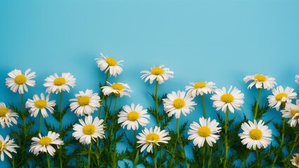 Blue background provides perfect setting for chamomile flower border