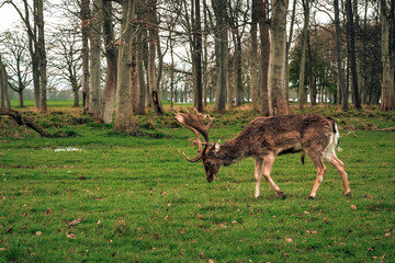 Deer in Phoenix Park Dublin Ireland