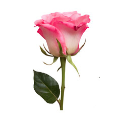 Fresh pink rose png isolated on transparent background