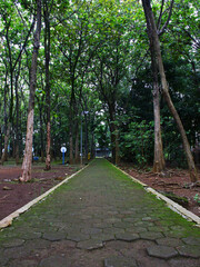 Mossy straight path in the urban forest. 