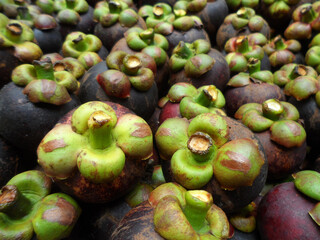 Mangosteen or Garcinia mangostana or manggis freshly picked from the garden