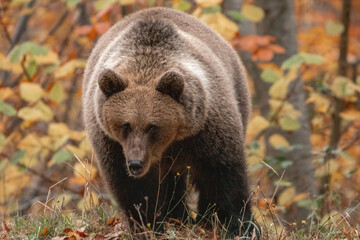 Beautiful brown bear in the forest during autumn wildlife photography